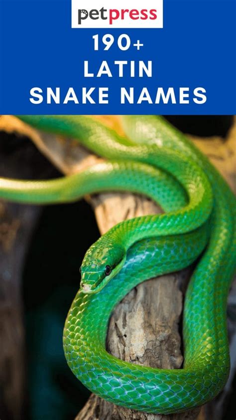 what is snake in latin|smooth snake latin name.